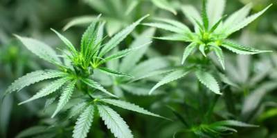 Власти штата Нью-Йорк легализовали продажу и употребление марихуаны в немедицинских целях