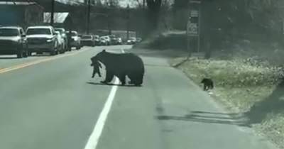 "Бедная мама": медведица перевела детенышей через оживленную дорогу и стала героиней Сети