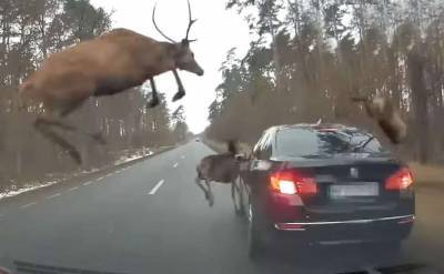 Стадо оленей бросилось наперерез мчащемуся авто в Польше (видео)