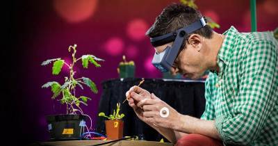 Ученые создали устройство, позволяющее общаться с растениями
