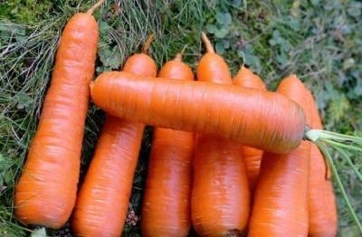 Сорт моркови Шантане: описание, фото и отзывы