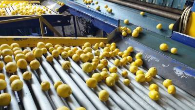 Сирийские апельсины и лимоны отправят в Россию - tvc.ru - Сирия - Ирак - Иран