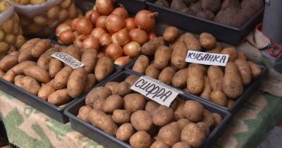В Украине упали цены на картофель: какая стоимость