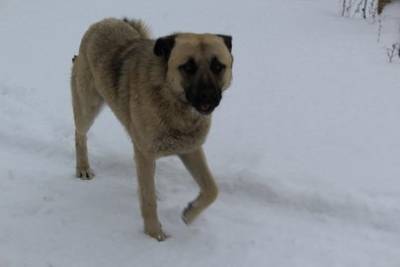 В Башкирии обнаружили останки 11 собак