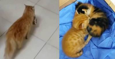Кошка принесла в госпиталь больного котёнка, надеясь на помощь, и это видео растопит любое сердце