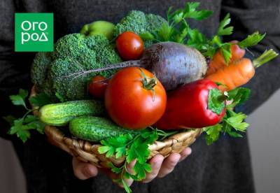Шпаргалка огородника: как защитить овощи от болезней