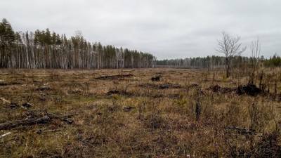 Предприниматель из Ветлуги незаконно вырубил лес на 2,5 млн рублей