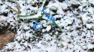 Синоптик допустила выпадение снега до середины апреля в Москве