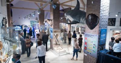 Сумки из крокодила и пятиметровая акула: в Калининграде открылась выставка "Сокровища контрабандистов" (фото)