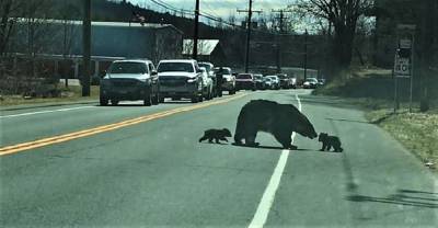 В США перекрыли дорогу, чтобы медведица перевела медвежат: милое видео