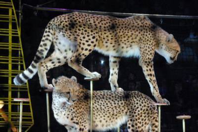 В Госдуме призвали запретить диких животных в цирках