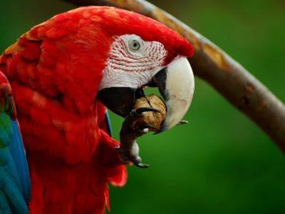 Много веков назад в Южной Америке велась активная торговля живыми попугаями