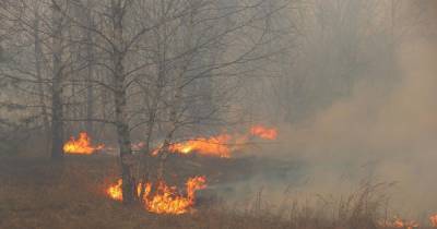 Из-за выжигания сухой травы пострадали трое жителей Житомирщины