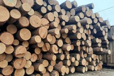 Незаконную пилораму с 1,4 тыс. спиленных деревьев нашли в Смоленке — Гурулёв