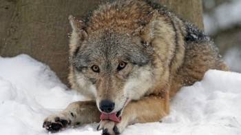 В лесах Вологодчины резко снизилась популяция волков