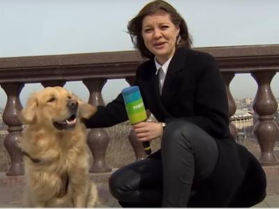 Собака вырвала микрофон из рук журналистки российского телеканала "Мир 24". Видео
