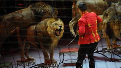 Депутат выступил за запрет диких животных в цирках
