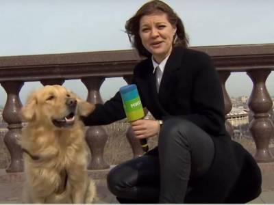 Собака вырвала микрофон из рук журналистки российского телеканала “Мир 24”. Видео