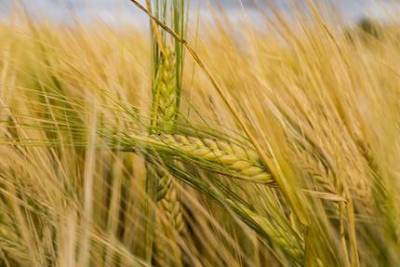 Минсельхоз РФ опубликовал первые ставки пошлин на зерно в рамках теста зернового демпфера