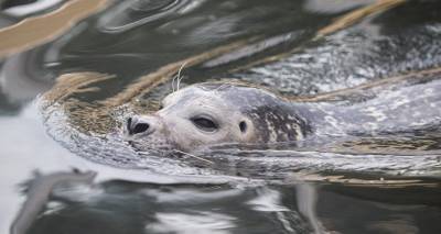 Пожарные в Дундаге спасли тюленя