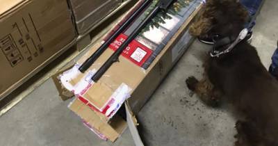 Замаскировали оружие под искусственную елку: кокер-спаниель на таможне обнаружил опасную посылку из Канады (4 фото)
