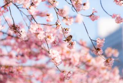 Агро - Японская сакура побила исторический рекорд раннего цветения - 24tv.ua - Япония