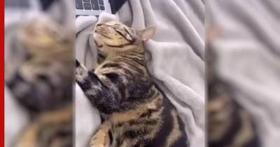 Кот попытался обмануть хозяйку, чтобы не идти мыться: видео