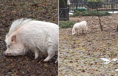 В центре Москвы заметили гуляющую свинью