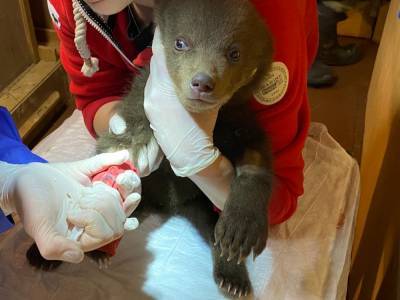 Погиб один из карельских медвежат, доставленных в Центр спасения медвежат-сирот в Тверскую область