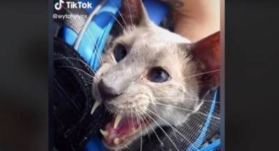 Кот-вампир: генетическая мутация сделала его знаменитым – фото и видео - 24tv.ua
