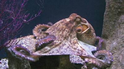Геолог "получил по шее" от осьминога в Австралии