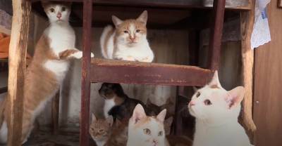"Буду голодная, но хочу, чтобы они были сыты": Почтальон из Москвы приютила в своей квартире 70 кошек