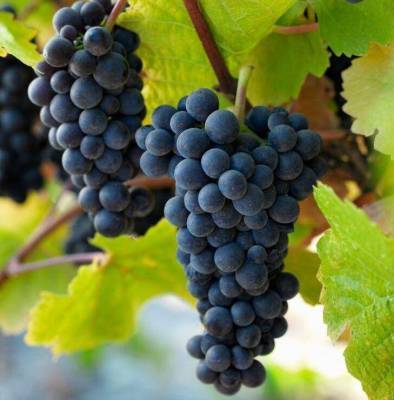 Сорт винограда Пино Нуар (Pinot Noir): характеристика и описание, фото, отзывы