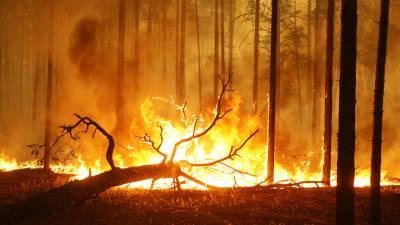 Тысячи гектаров земли и леса горят в России