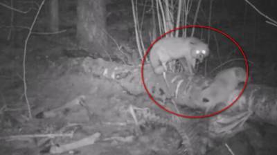 В Воронежском заповеднике две лисицы поссорились из-за еды: появилось видео