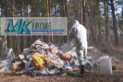 Мертвых свиней найденных в Ярославском районе сожгли в крематории