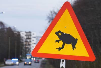 В Эстонии помогают лягушкам перебраться с одной стороны дороги на другую (видео)