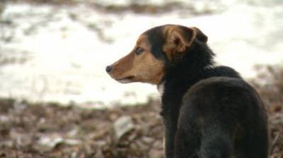 Жители Кузнецка разошлись во мнениях насчет бродячих собак