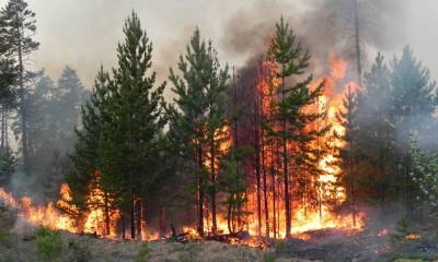 Первый лесной пожар вспыхнул в Карелии