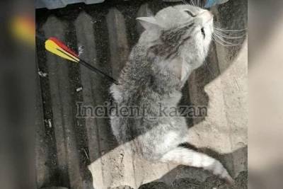 В Татарстане неизвестные стреляли в кота из арбалета