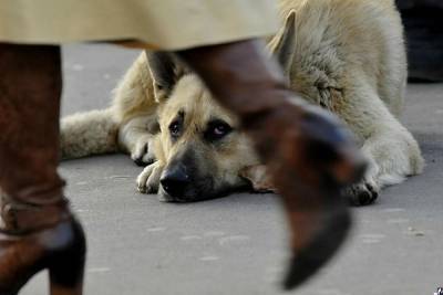 Бездомных и домашних собак массово травят в Холмске