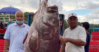 В Малайзии мужчина поймал рыбу весом в 161 кг (фото)