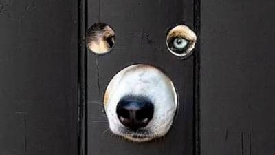 Британец просверлил дыры в заборе, чтобы его собаки наблюдали за улицей