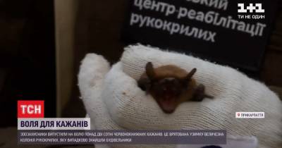 В Франковске зоозащитники выпустили более 200 краснокнижных летучих мышей, которых спасли зимой - tsn.ua - Харьков - Ивано-Франковск - Франковск
