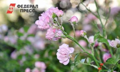 Посещение Ботанического сада в Екатеринбурге станет платным
