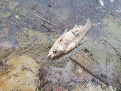 В пруду под Рязанью погибли несколько центнеров рыбы
