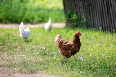 Курганский рецидивист украл у соседа куриц, а потом испугался и вернул их обратно