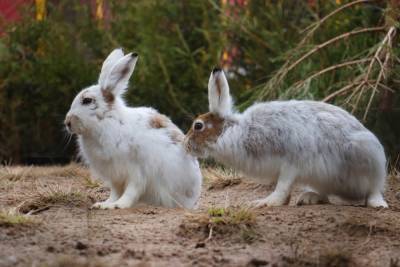 В Ленинградском зоопарке зайцы меняют шубку на летнюю