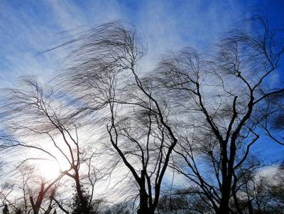 В Ульяновской области прогнозируют сильный ветер