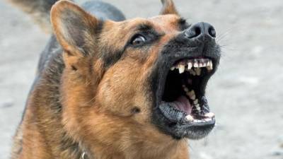 Собаки в городе: агрессивным можно сделать даже чихуахуа